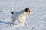 hundefotos parson_russell_terrier