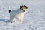 hundefotos parson_russell_terrier