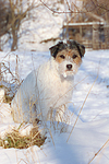 hundefotos parson_russell_terrier