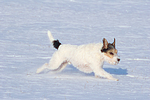 hundefotos parson_russell_terrier
