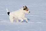 hundefotos parson_russell_terrier