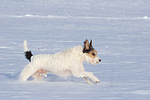 hundefotos parson_russell_terrier