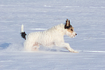 hundefotos parson_russell_terrier