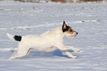 hundefotos parson_russell_terrier