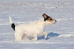 hundefotos parson_russell_terrier
