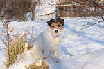 hundefotos parson_russell_terrier