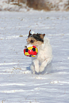 hundefotos parson_russell_terrier