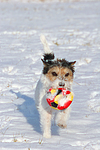 hundefotos parson_russell_terrier