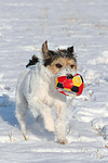 hundefotos parson_russell_terrier