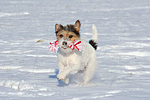 hundefotos parson_russell_terrier