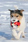 hundefotos parson_russell_terrier