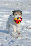 hundefotos parson_russell_terrier