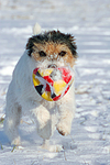 hundefotos parson_russell_terrier