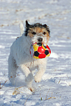hundefotos parson_russell_terrier