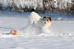 hundefotos parson_russell_terrier