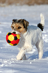 hundefotos parson_russell_terrier
