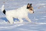hundefotos parson_russell_terrier