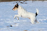 hundefotos parson_russell_terrier