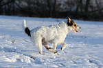 hundefotos parson_russell_terrier