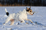 hundefotos parson_russell_terrier