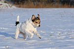 hundefotos parson_russell_terrier
