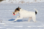 hundefotos parson_russell_terrier