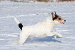hundefotos parson_russell_terrier