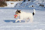 hundefotos parson_russell_terrier