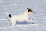 hundefotos parson_russell_terrier