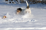 hundefotos parson_russell_terrier