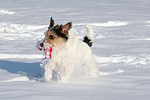 hundefotos parson_russell_terrier