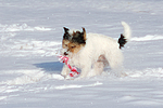 hundefotos parson_russell_terrier