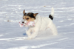 hundefotos parson_russell_terrier