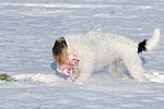 hundefotos parson_russell_terrier
