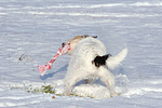 hundefotos parson_russell_terrier