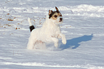 hundefotos parson_russell_terrier