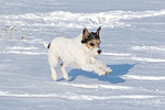 hundefotos parson_russell_terrier