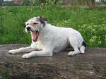 hundefotos parson_russell_terrier