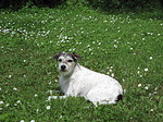 hundefotos parson_russell_terrier