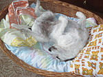 hundefotos parson_russell_terrier