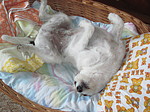 hundefotos parson_russell_terrier