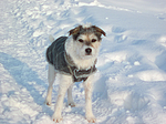hundefotos parson_russell_terrier