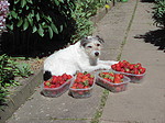 hundefotos parson_russell_terrier
