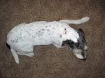 hundefotos parson_russell_terrier