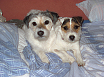 hundefotos parson_russell_terrier