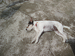 hundefotos parson_russell_terrier