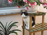 katzenfotos hauskatze