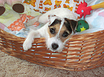hundefotos parson_russell_terrier