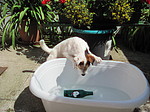 hundefotos parson_russell_terrier