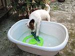hundefotos parson_russell_terrier